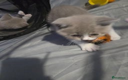 British Shorthair cats for sale: Full Britishshort hair kittens ready wendesday - Image 34