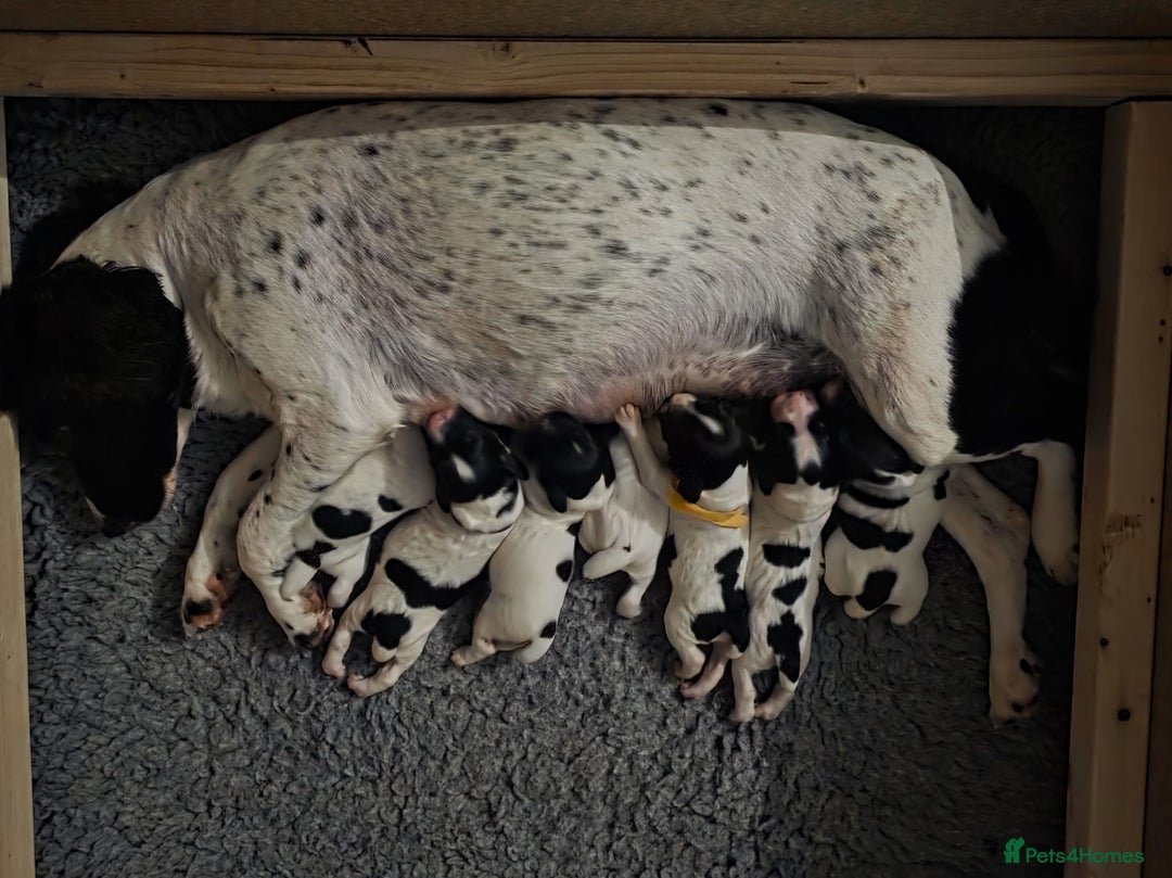 English Springer Spaniel dogs for sale: Beautiful working spaniels for sale - Image 3