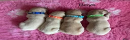 Golden Retriever dogs for sale: Beautiful Kc registered Golden Retriever puppies  - Advert 4