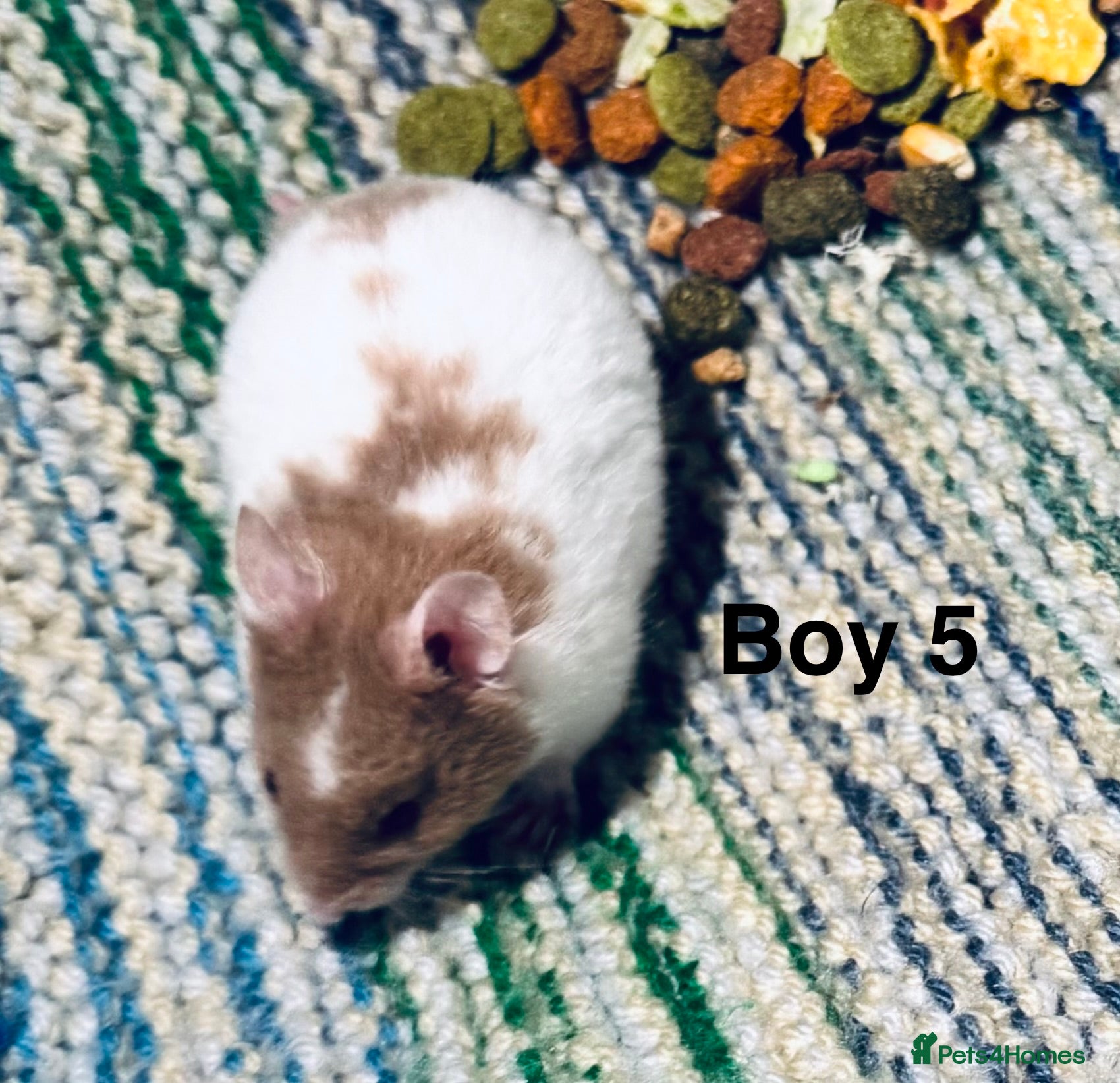 Hamster rodents Baby Syrian hamsters  - Advert 7