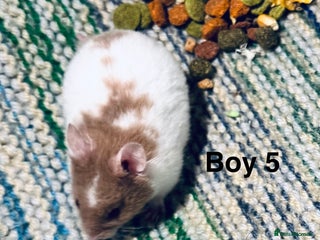 Hamster rodents Baby Syrian hamsters - Advert 7