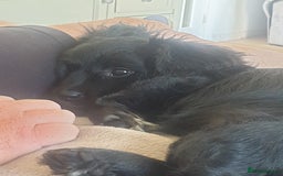 Mixed Breed dogs for sale: Beautiful Black Puppy  - Image 3