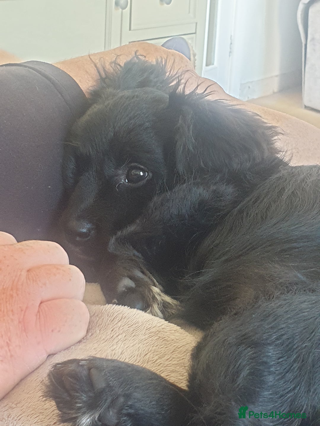 Mixed Breed dogs for sale: Beautiful Black Puppy  - Image 3