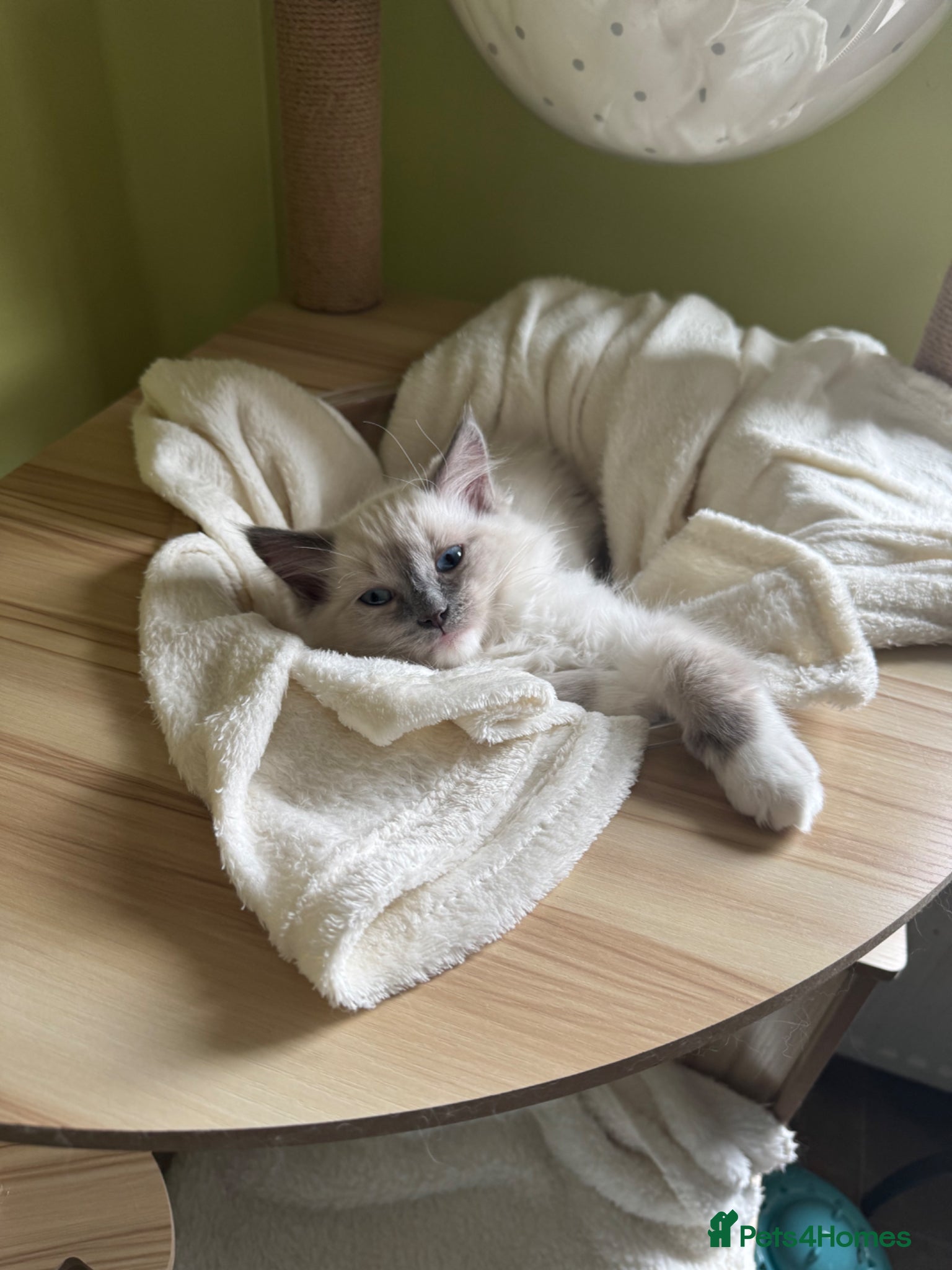 Ragdoll cats for sale: Luna and Drako in Spalding - Advert 4