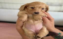 Miniature Dachshund dogs for sale: Beautiful long haired cream mini dachshund puppies - Image 6