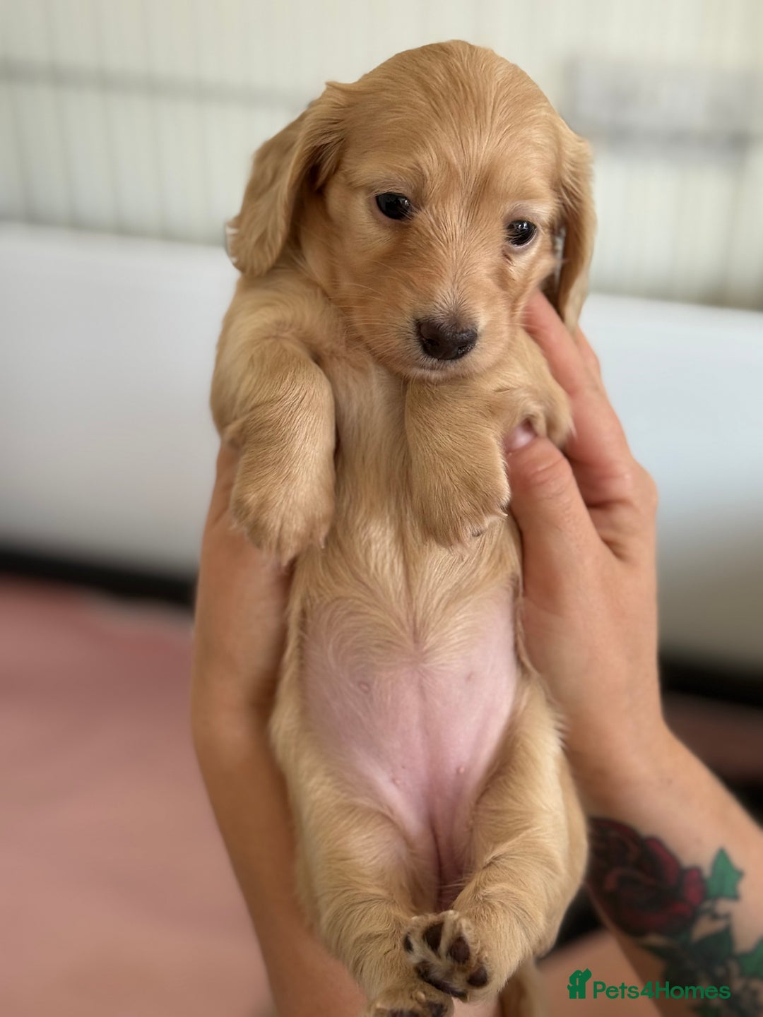 Miniature Dachshund dogs for sale: Beautiful long haired cream mini dachshund puppies - Image 6