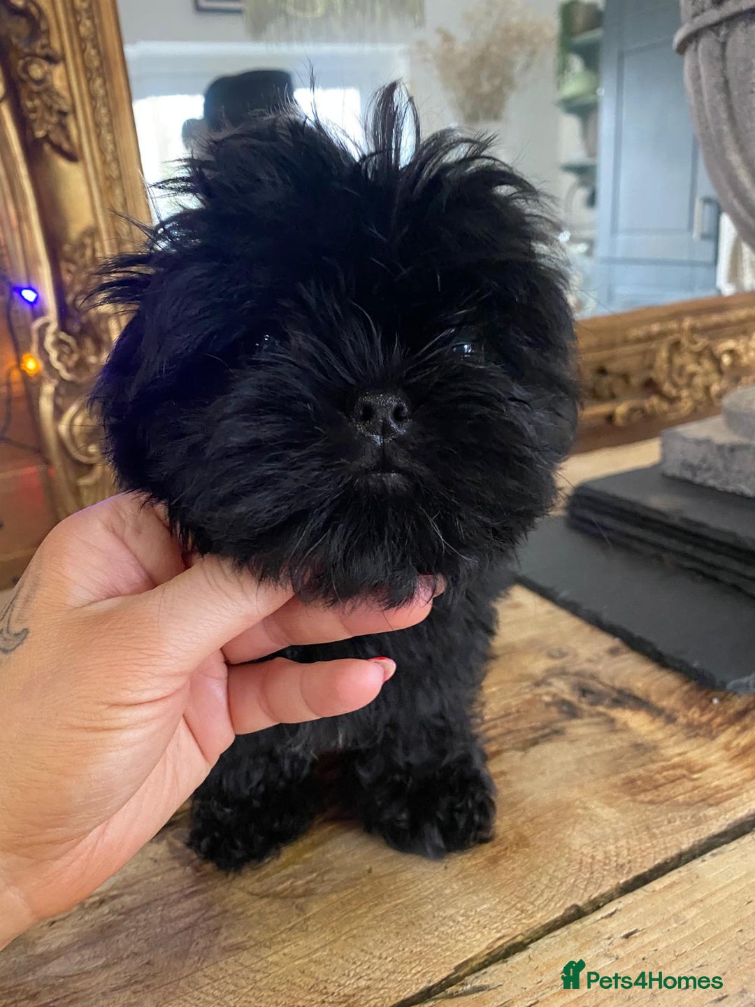 Malshi dogs for sale: Malshi’s - Advert 1