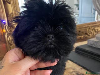 Malshi dogs Malshi’s - Advert 3