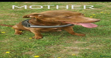 Mixed Breed dogs - Advert 1