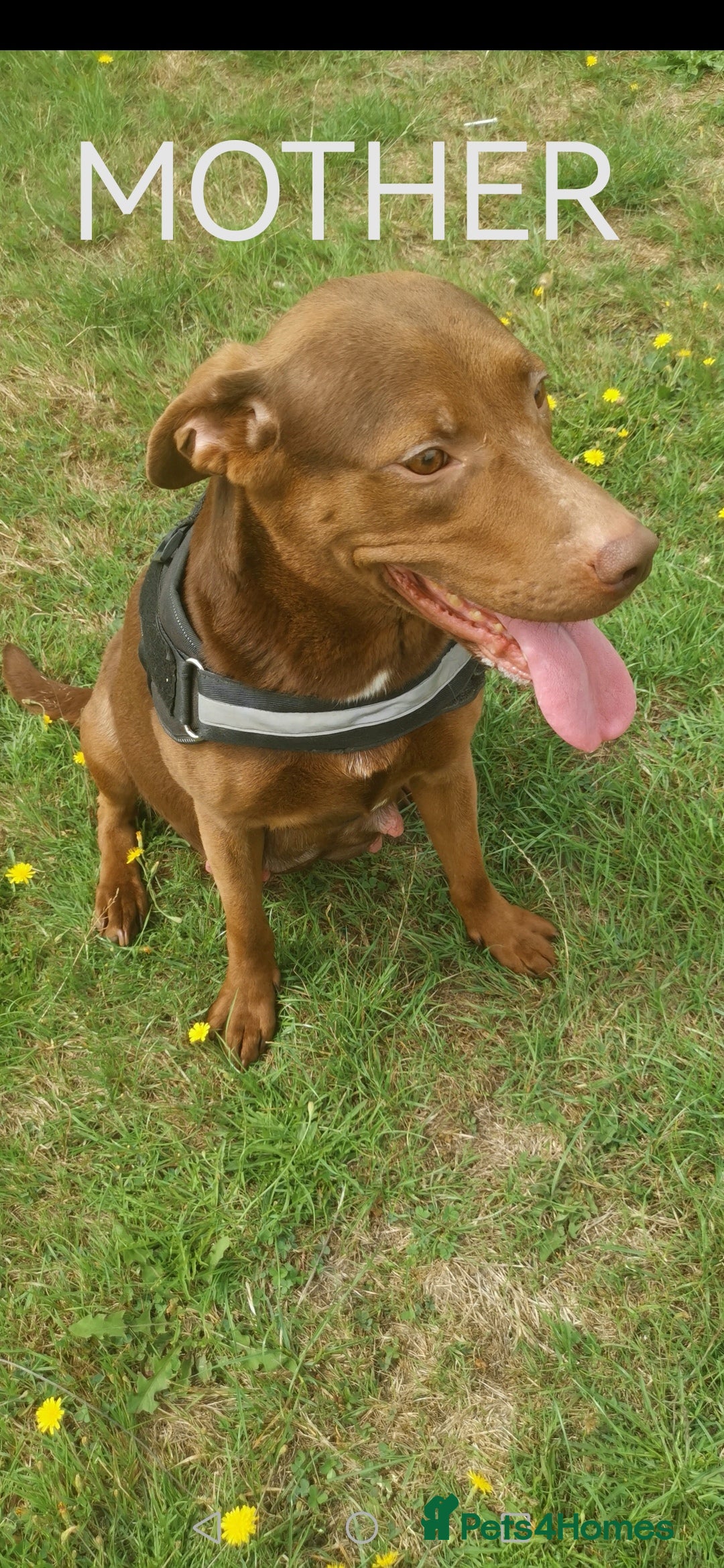 Mixed Breed dogs for sale: Lab x staff pups  - Image 3