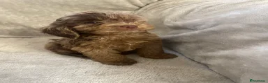 Cockapoo 4