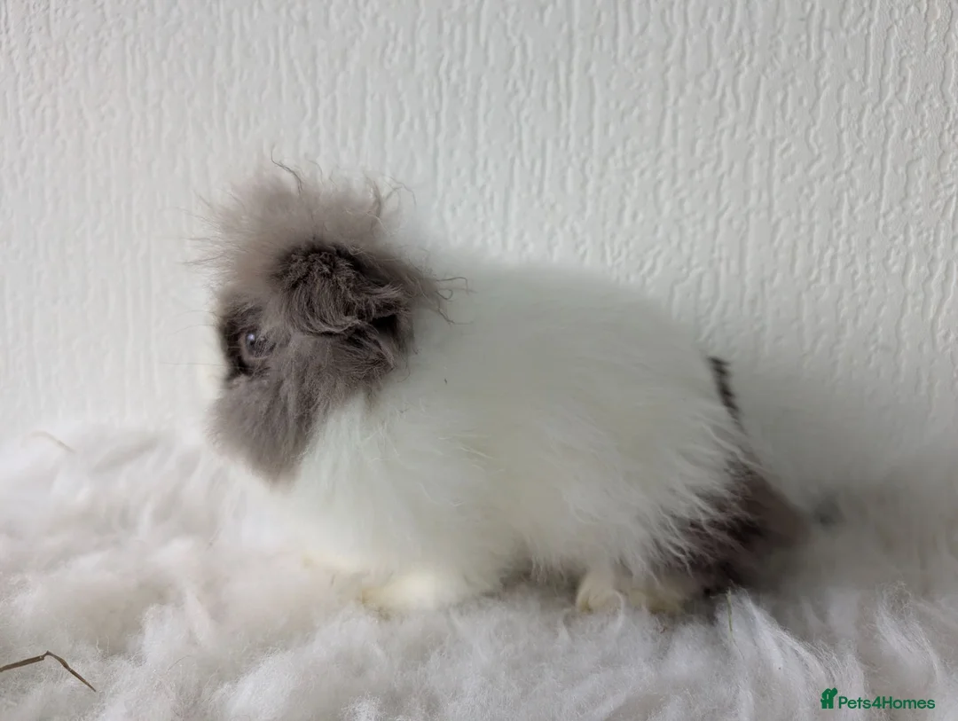 Lionhead rabbits for sale: Double Maned BE Lionhead for Adoption - Advert 5