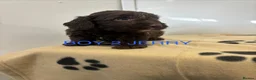 Cockapoo dogs for sale: CHOCOLATE F1 COCKAPOO  - Advert 3