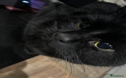 British Shorthair cats for sale: BLACK BRITISH SHORT HAIR CAT (comes with cat food) - Image 3