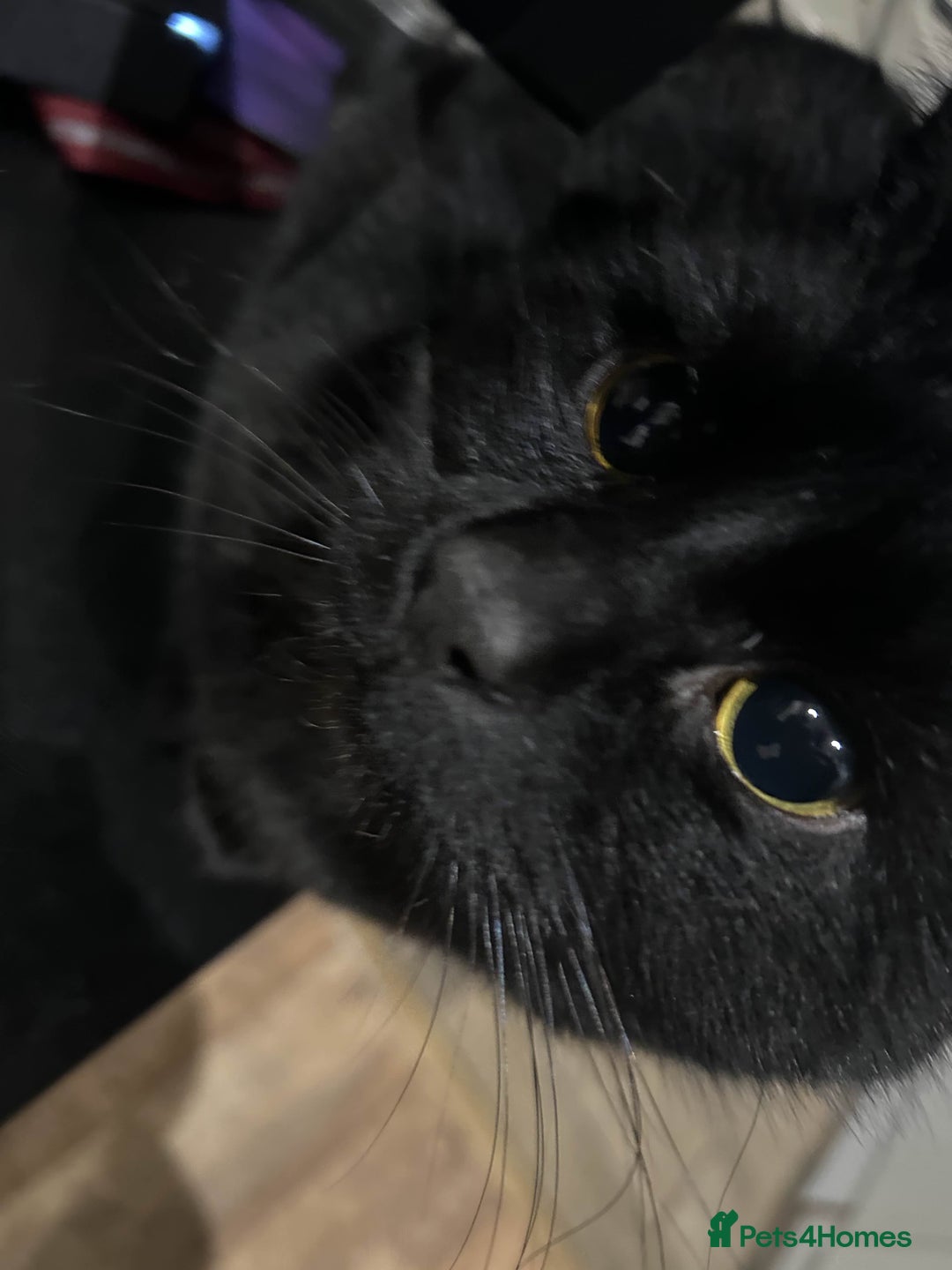 British Shorthair cats for sale: BLACK BRITISH SHORT HAIR CAT (comes with cat food) - Image 3