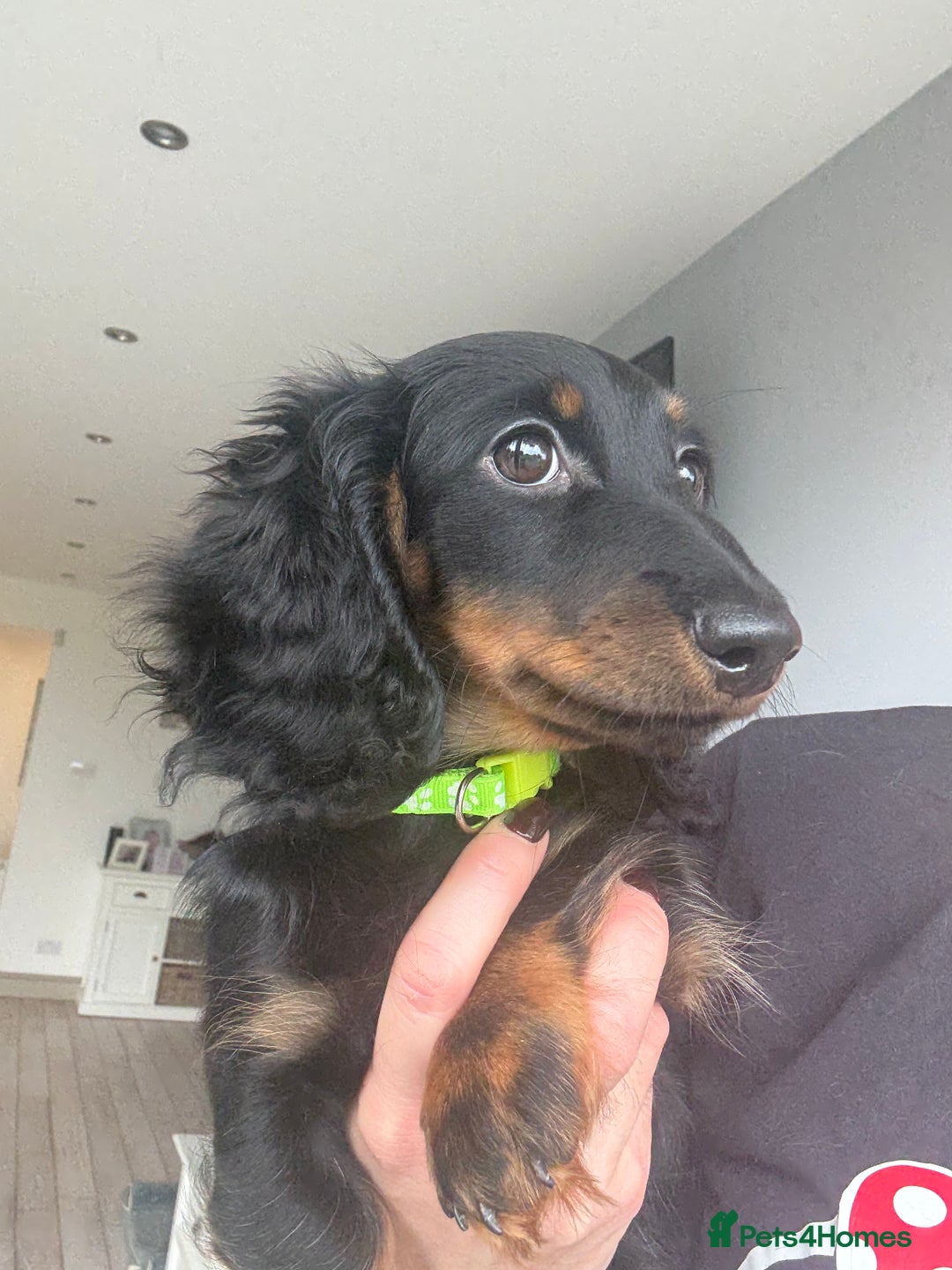 Miniature Dachshund dogs for sale: Pedigree Miniature Dachshund  - Image 4