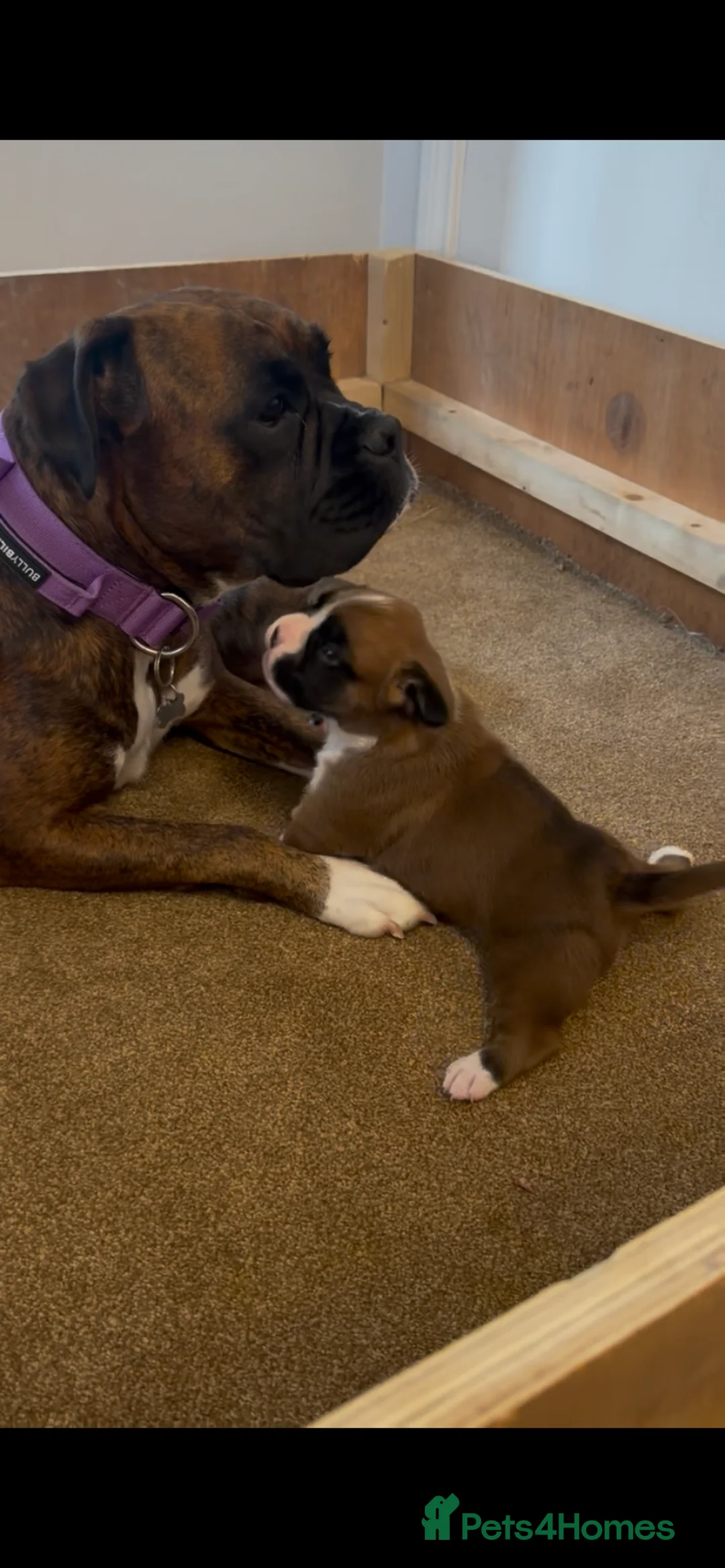 Boxer dogs for sale: Boxer puppy 8 weeks old ready now  - Advert 2