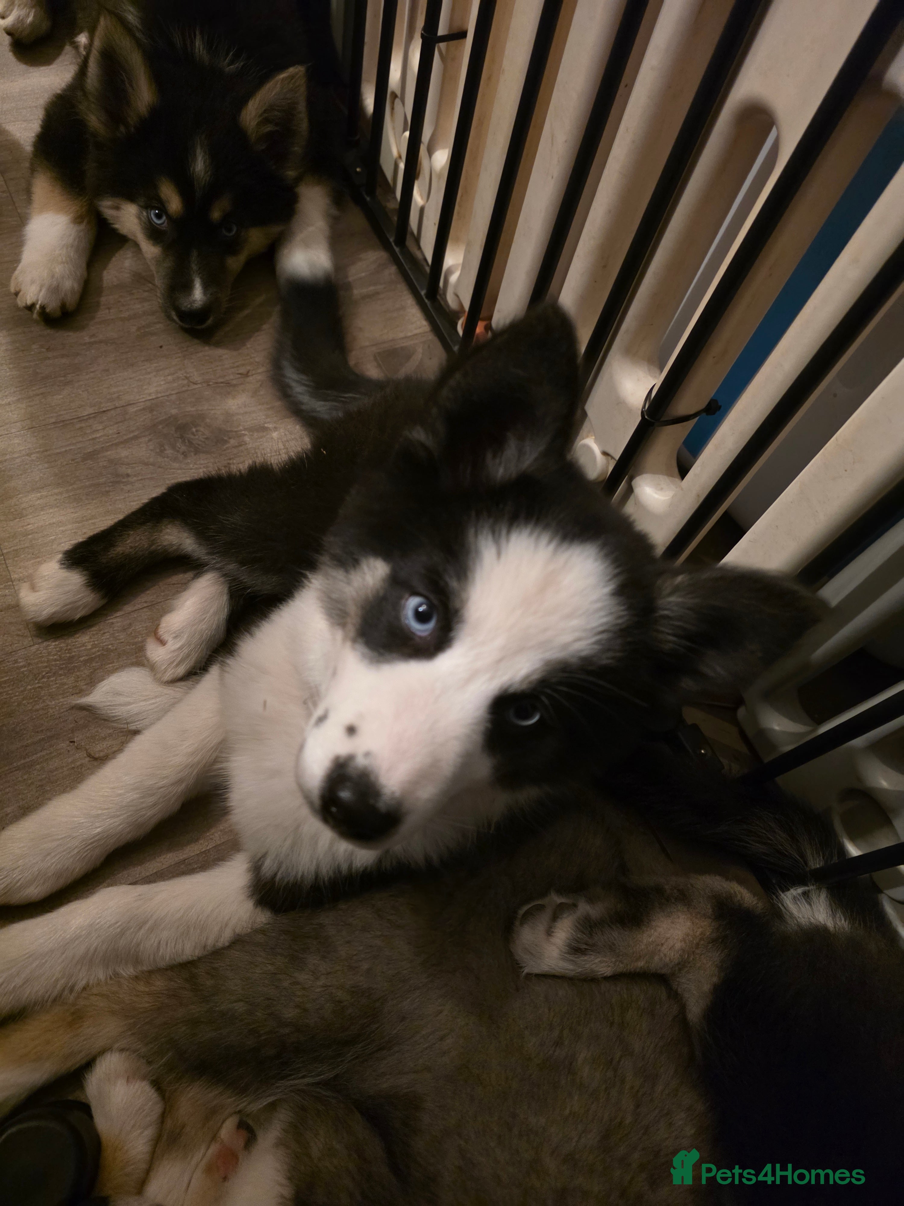 Siberian Husky dogs READY TO GO.PLEASE READ THE DESCRIPTION CAREFULLY. - Advert 2