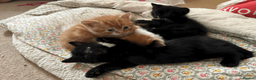 British Shorthair cats for sale: Two black kittens, one with some white    in Bristol - Advert 13