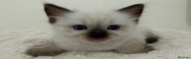 Ragdoll 2