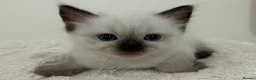 Ragdoll cats for sale: Seal Point & Lilac Bicolour Ragdoll Kittens - Advert 6