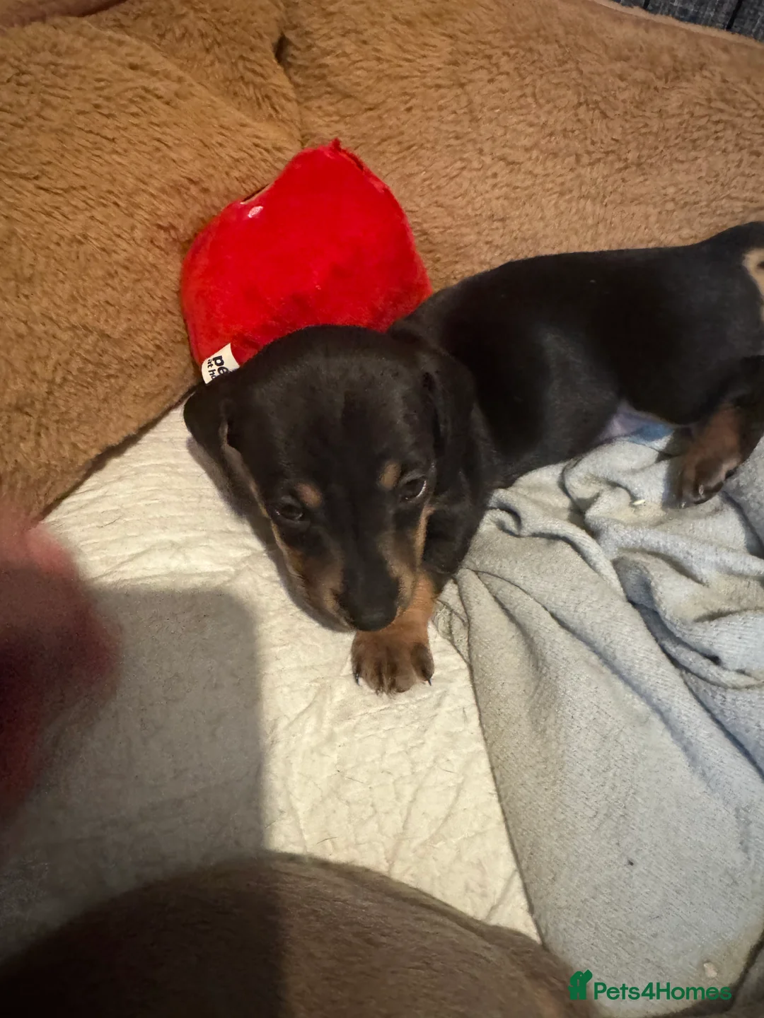 Dachshund dogs for sale: 2 beautiful dachshund  - Advert 4