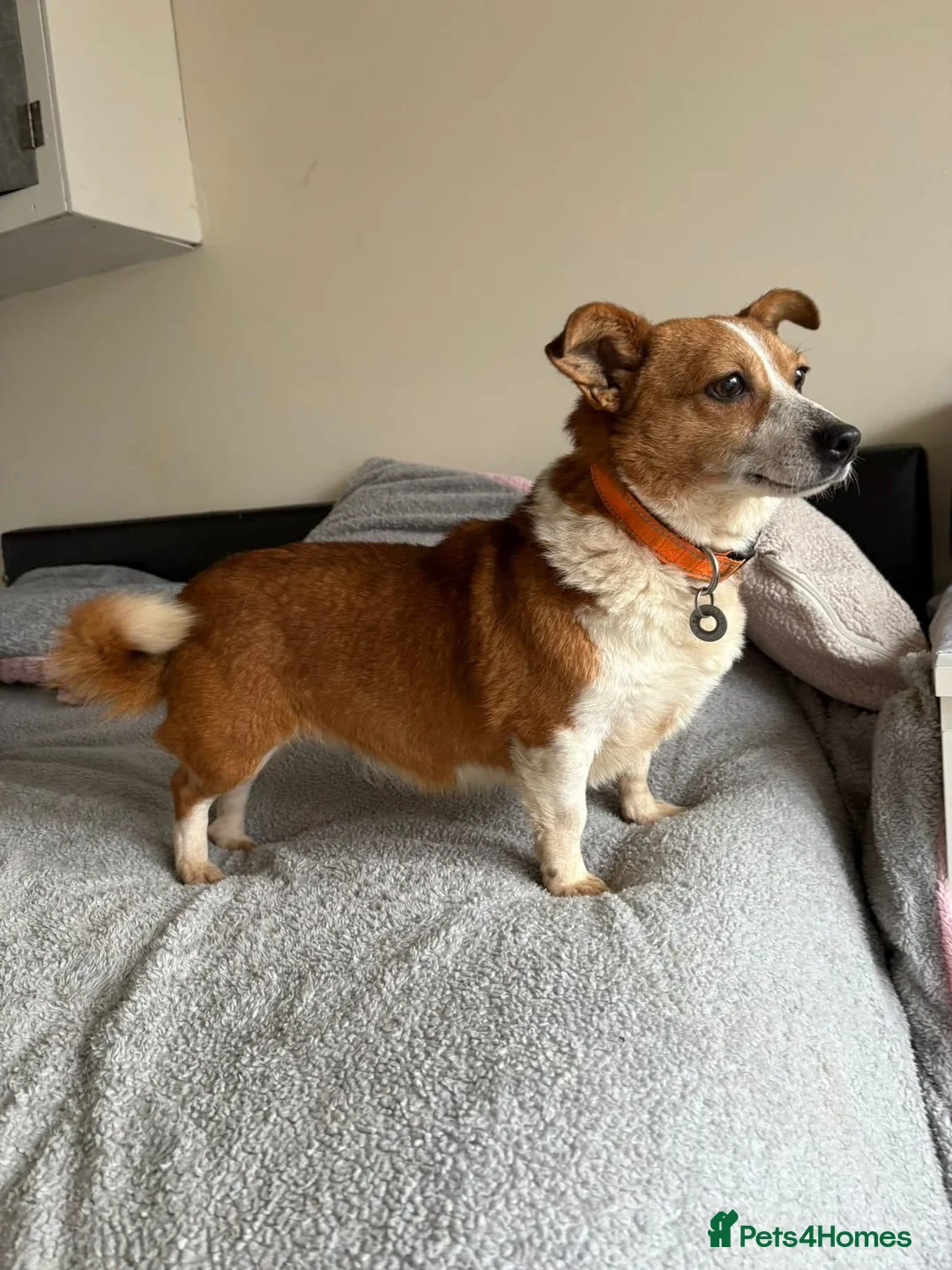 Mixed Breed dogs for adoption: Polly - Norwich Norfolk  - Advert 4