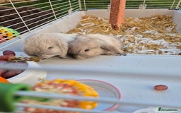 Mini Lop rabbits for sale: Two female sister Mini Lop Grey Rabbit Bunnys - Image 1
