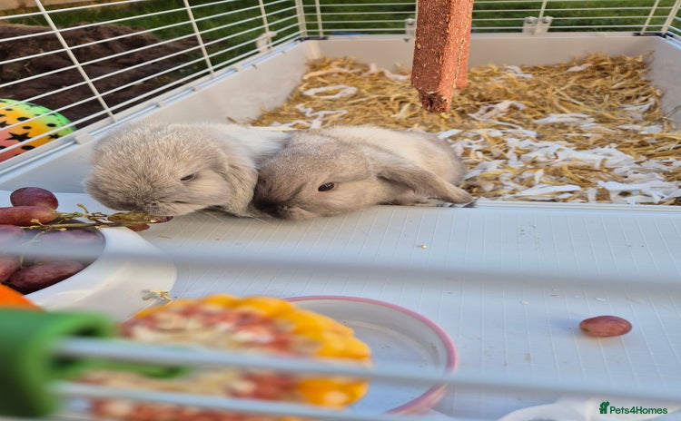 Mini Lop rabbits - Advert 15