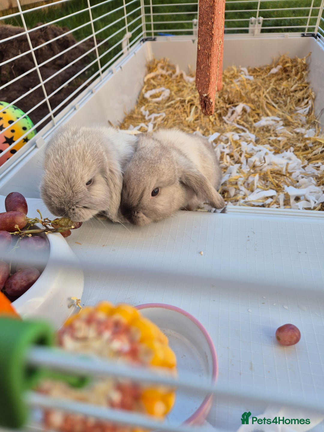 Mini Lop rabbits for sale: Two female sister Mini Lop Grey Rabbit Bunnys - Image 1