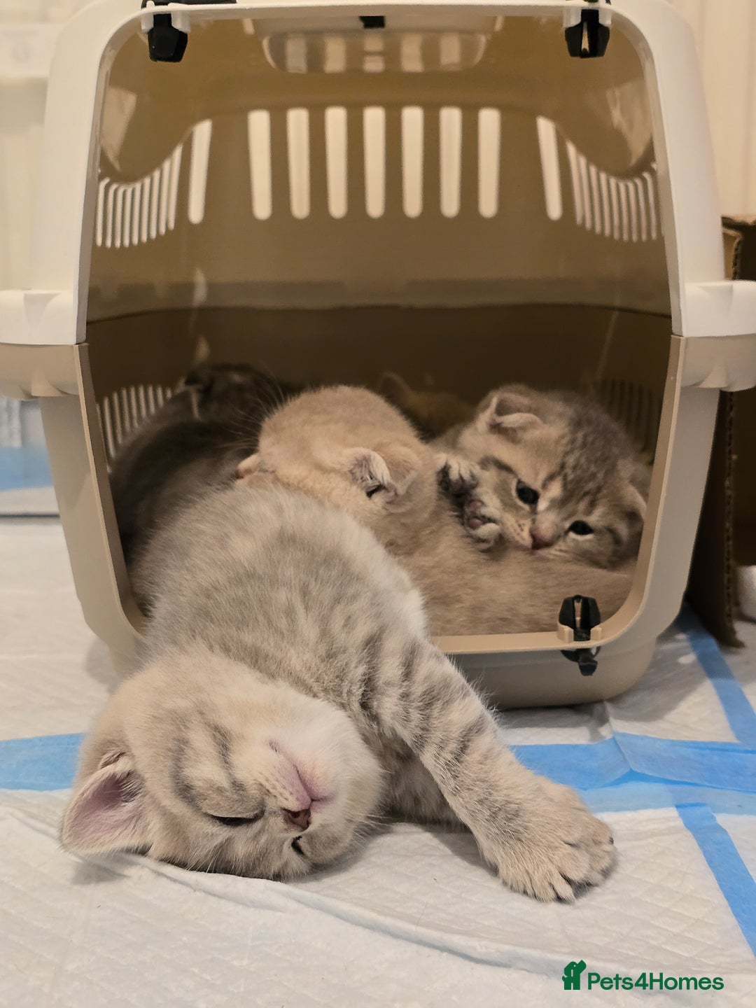 Scottish Fold cats for sale: Gorgeous Scottish Fold and straight kittens - Advert 5