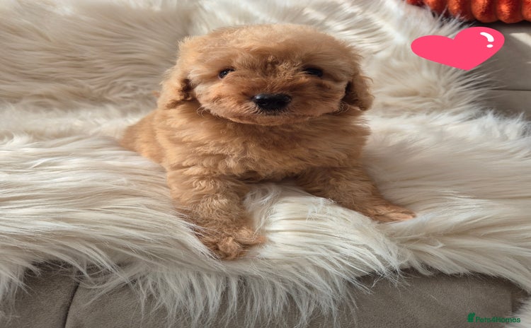 Cockapoo dogs - Advert 4