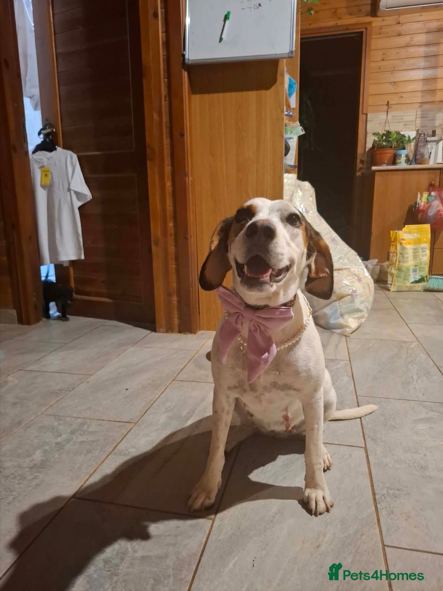 Mixed Breed dogs Bonnie the perfect Nanny dog 2 yr old pointer X - Advert 1