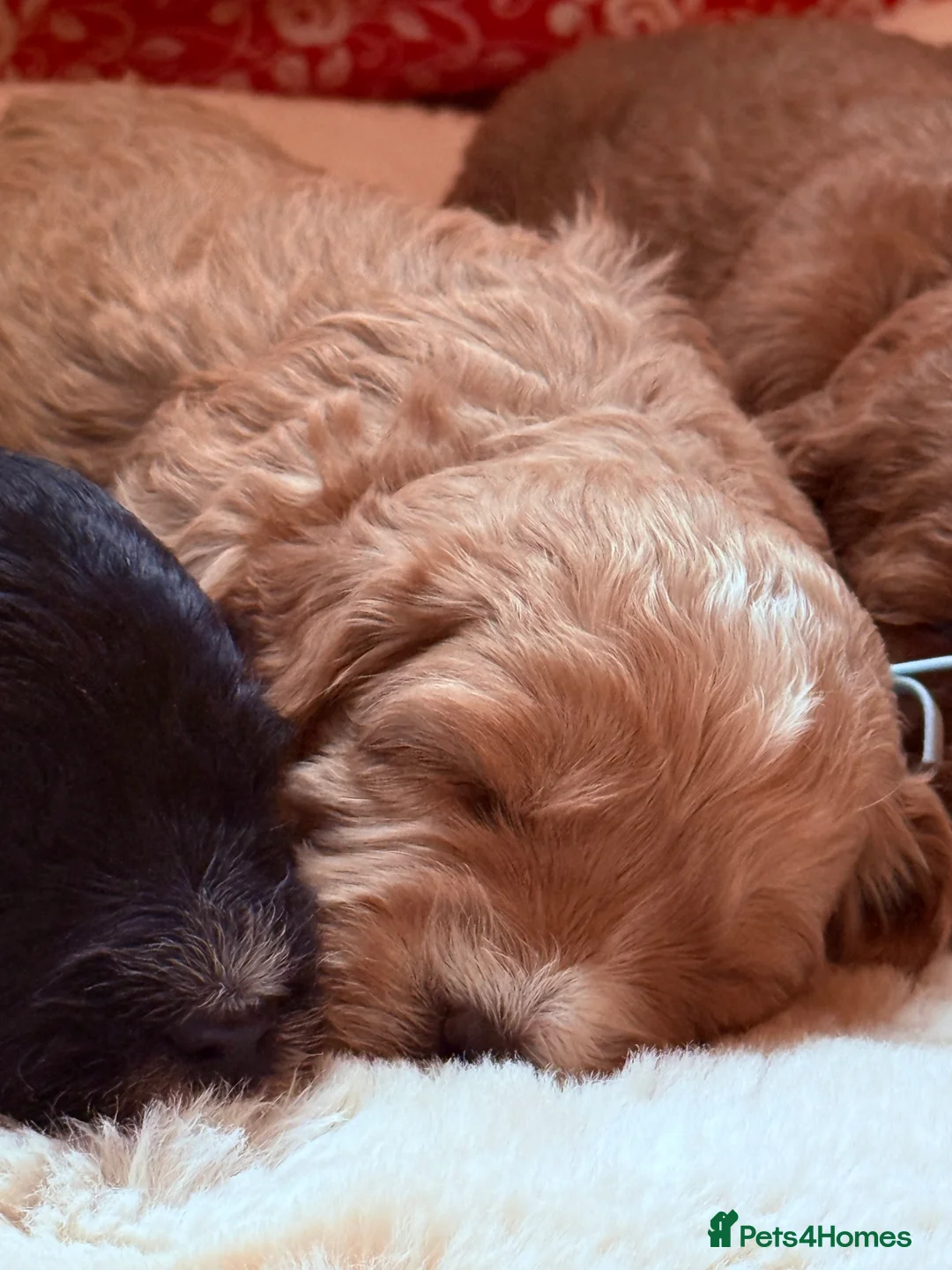 Labradoodle dogs for sale: Australian labradoodles  - Advert 15