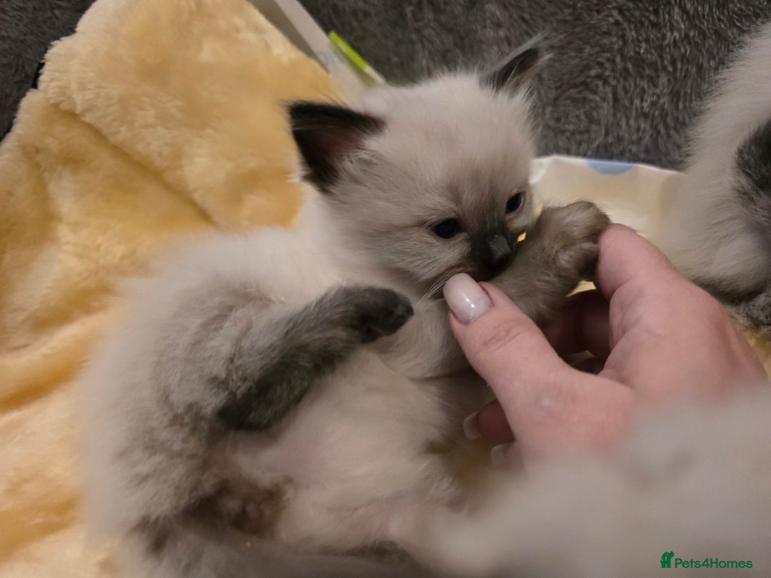 Ragdoll cats for sale: Ragdol KITTENS 😸 ♥️  - Image 27
