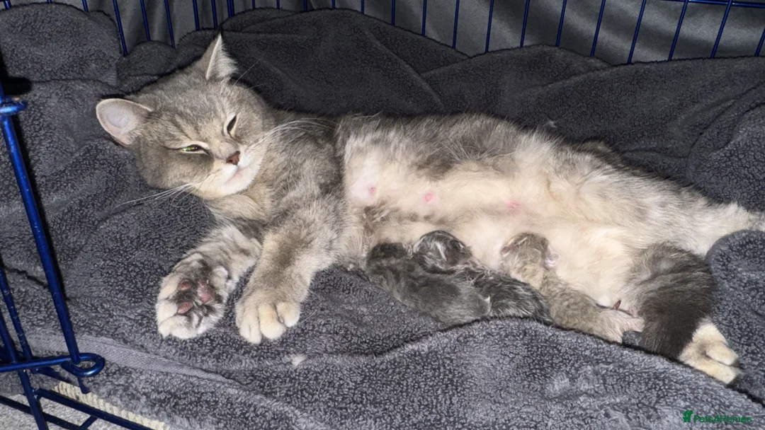 British Shorthair cats for sale: Gorgeous Blue Golden female BSH kitten - Advert 9