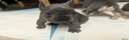 French Bulldog dogs for sale: Ready to leave!! french bulldog pups accept offers - Advert 20