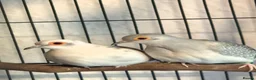 Doves birds for sale: Pied Pair of Daimond Doves  - Advert 5