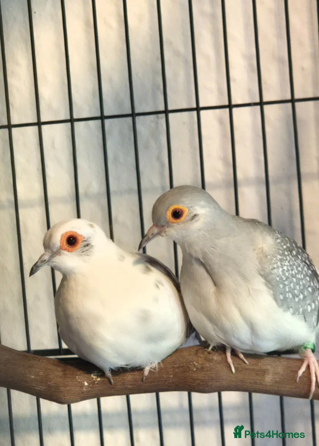 Doves birds for sale: Pied Pair of Daimond Doves  - Advert 5