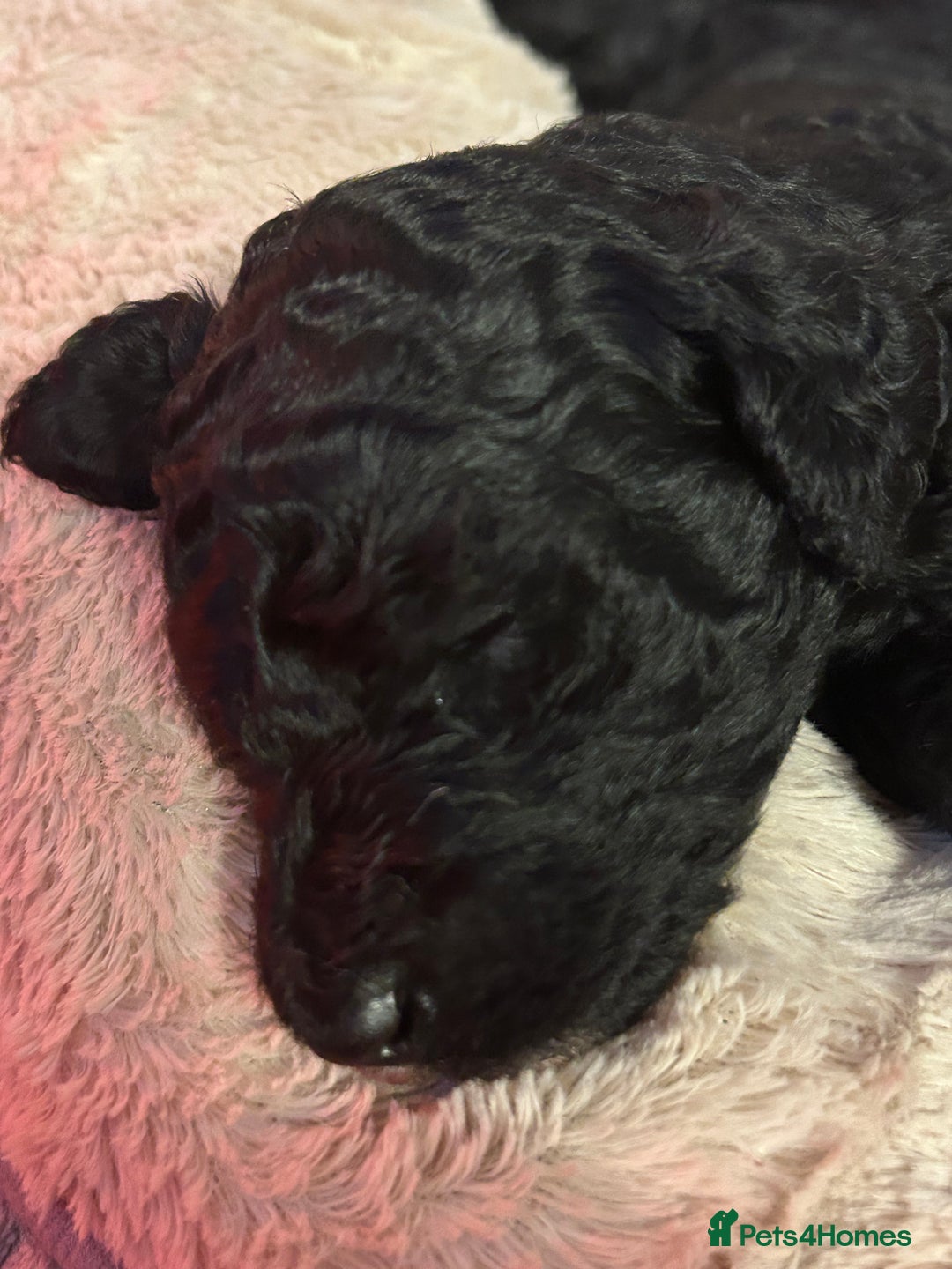 Standard Poodle dogs for sale: Poodle puppies - Advert 7