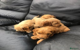 Cockapoo dogs for sale: F1 Cockapoo puppies  - Image 2