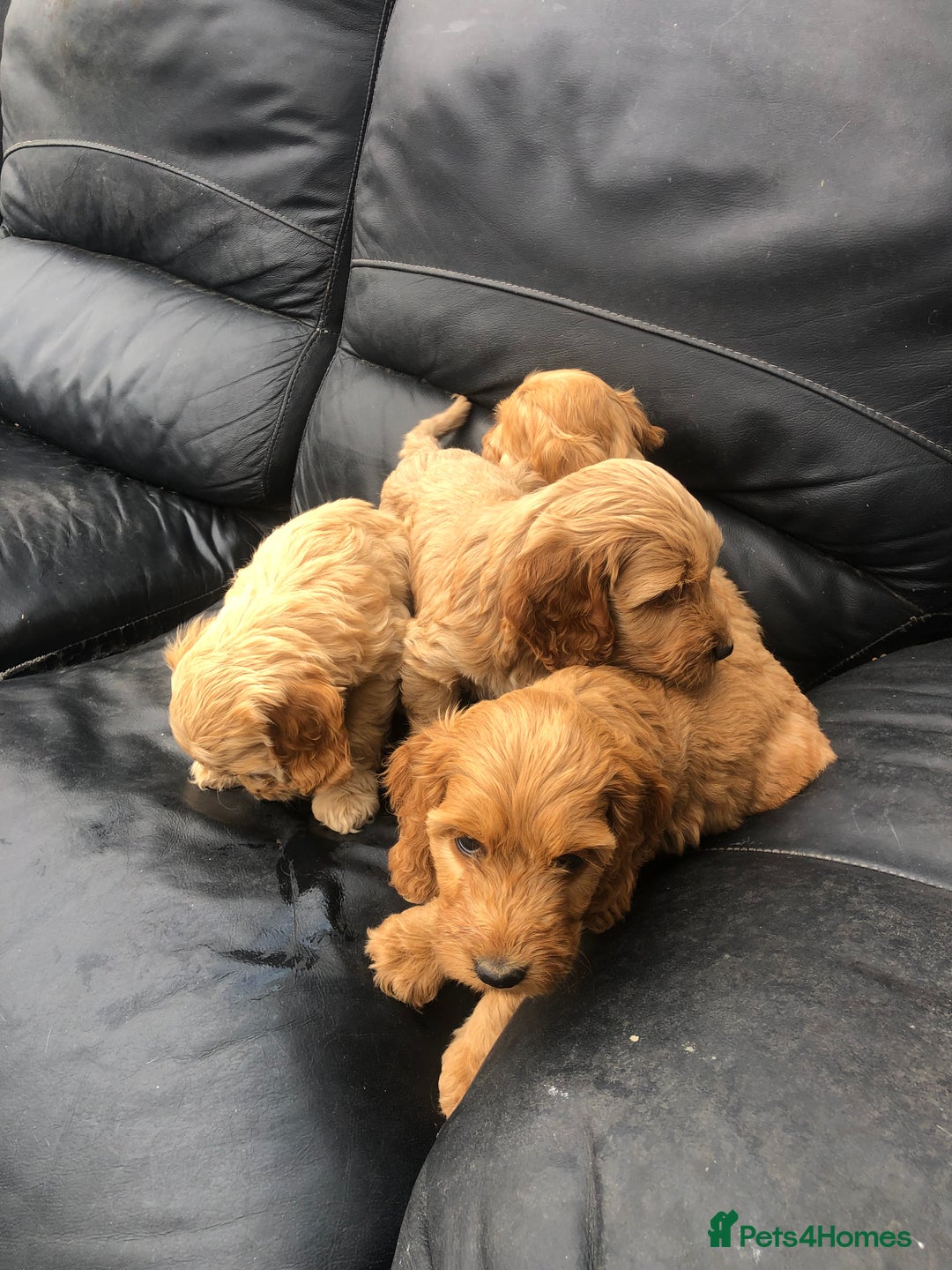 Cockapoo dogs for sale: F1 Cockapoo puppies  - Image 2