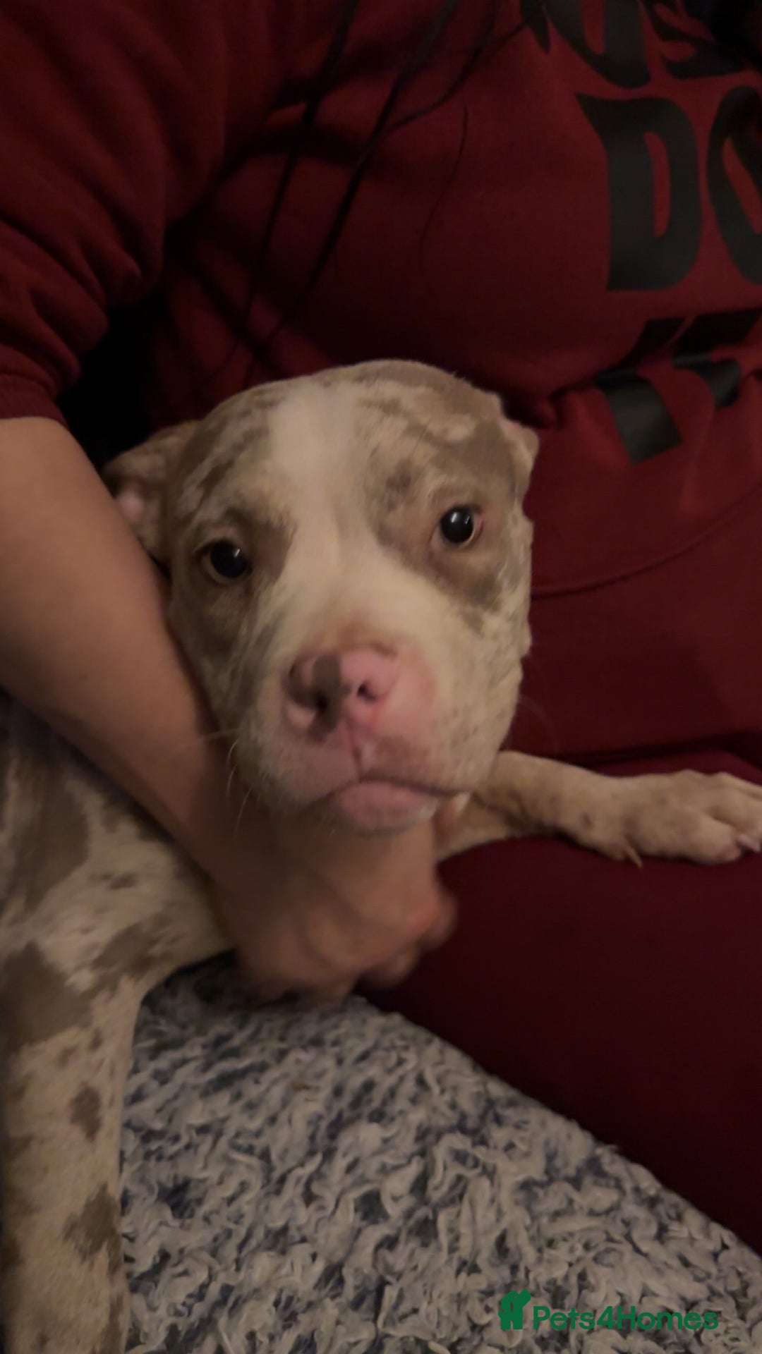 American Bully dogs for sale: Pocket bully pups  - Advert 6