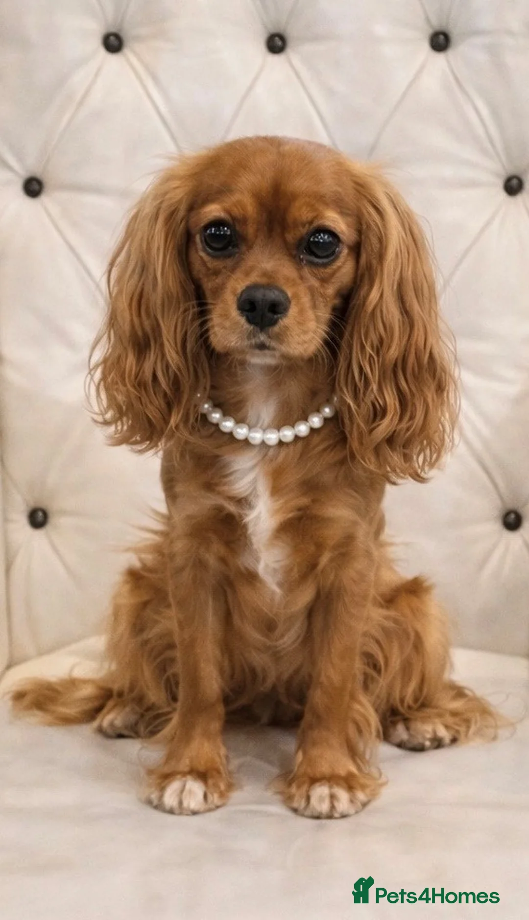 Cavalier King Charles Spaniel dogs for sale: Beautiful, Cavalier King Charles Spaniel puppies - Advert 9