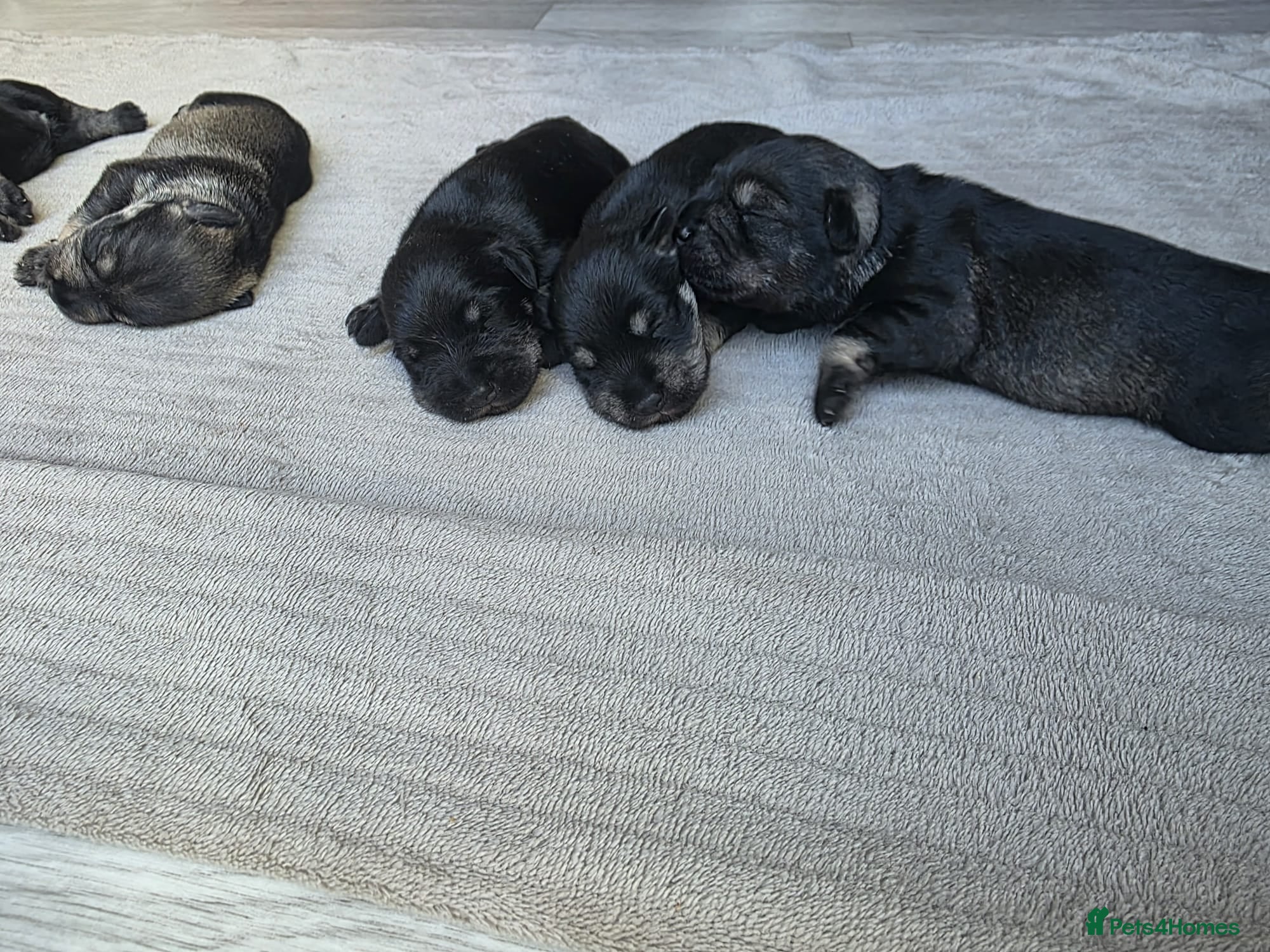 Miniature Schnauzer dogs for sale: Outstanding Miniature Schnauzer puppies - Advert 4