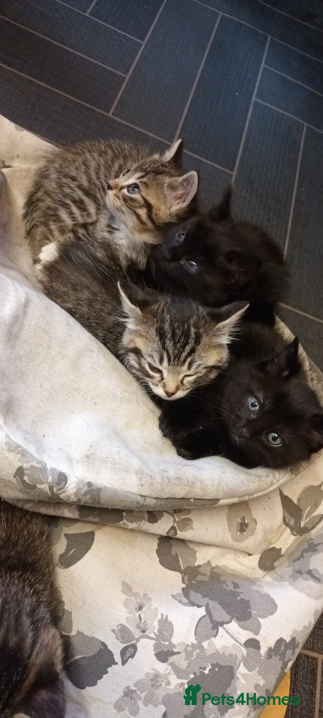 Mixed Breed cats for sale: 5 mixed breed kittens. Ragdoll/tabby - Image 9
