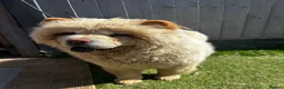 Chow Chow dogs for sale: Stunning female chow chow  - Advert 2