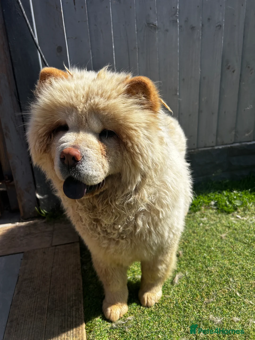 Chow Chow dogs for sale: Stunning female chow chow  - Advert 2