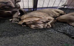 Cane Corso dogs for sale: Cane Corso pups for sale  - Advert 5