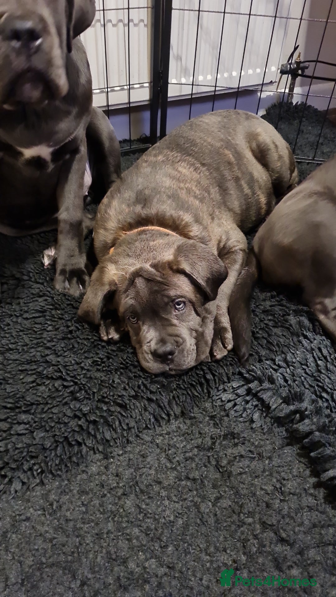 Cane Corso dogs for sale: Cane Corso pups for sale  - Advert 5